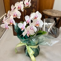 胡蝶蘭 コチョウラン 2本立ち ピンクの画像