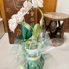 胡蝶蘭 コチョウラン 2本立ち ピンクの画像