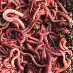 シマミミズ庭や畑にいたら譲ってください。