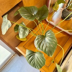 観葉植物 フィロデンドロン 鉢付きの画像