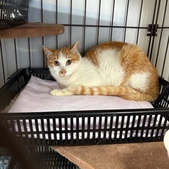 茶白親子！😖過酷な生活だったので幸せにしてくれる方