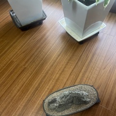 鑑賞用石の画像