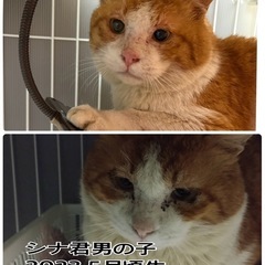 茶白の可愛ぃぽちゃシナ君♪