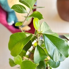 観葉植物 ガジュマル 鉢付きの画像