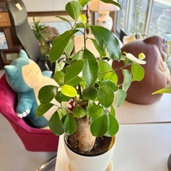 観葉植物 ガジュマル 鉢付きの画像