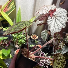 毛！ベゴニア シゼモレア 観葉植物 珍しいの画像