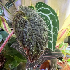毛！　ベゴニア　シゼモレア　②　珍しい　観葉植物の画像