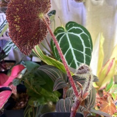 毛！　ベゴニア　シゼモレア　②　珍しい　観葉植物の画像