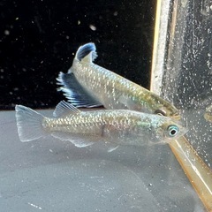 メダカ エメキン 1ペア＋メスの画像