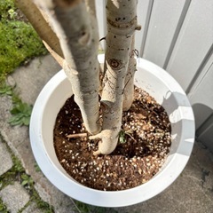 観葉植物 フィカス ウンベラータの画像