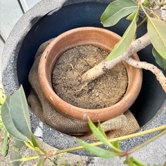 観葉植物 ツピタンサス 鉢付きの画像