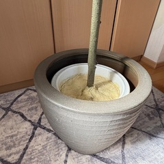 インドゴムノキ風　観葉植物　フェイクグリーンの画像