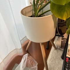 モンステラ
の画像