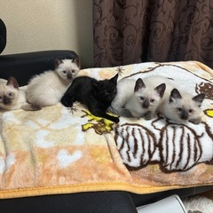 子猫の里親募集