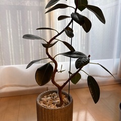 観葉植物　支柱　3種類×8本の画像