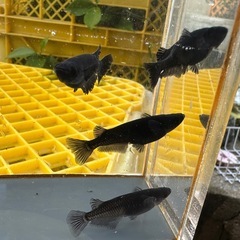 メダカ アルティマニア 2ペアの画像