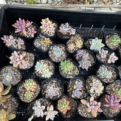 無人販売所　大量多肉出品の画像
