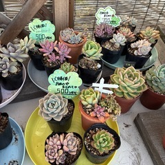 多肉植物まとめ売りの画像