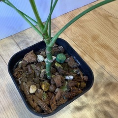 【決定
】観葉植物　シェフレラ　アッシュフォリアの画像