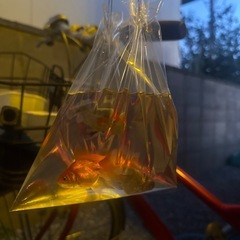 金魚　引き取りの画像