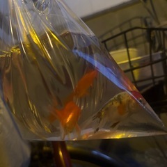 金魚　引き取りの画像