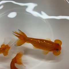 金魚 水泡眼 国産 明け２歳 4匹の画像