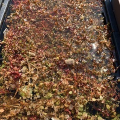 🐟水草10ポットまで無料②の画像