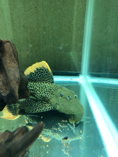 スーパーオレンジフィンレオパード　水槽　プレコ　熱帯魚　アクアリウム　大型魚　古代魚