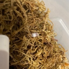 🉐    ピンクパンダキングダンゴムシ 5匹の画像