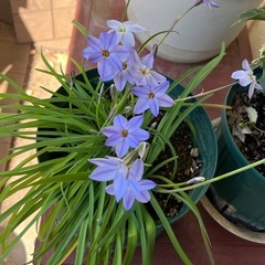 ハナニラの画像