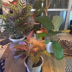 観葉植物3点【エレファントティス・アグラオネマ・カラテアマコヤナ】の画像