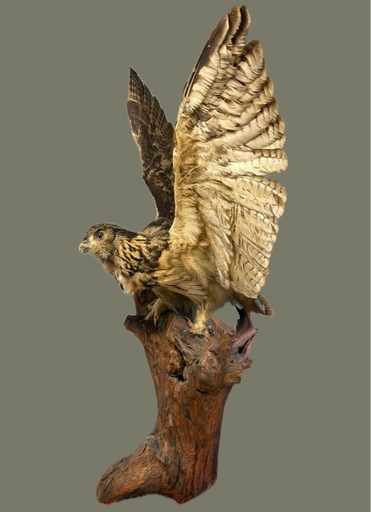 フクロウ剥製