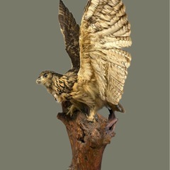 フクロウ剥製の画像