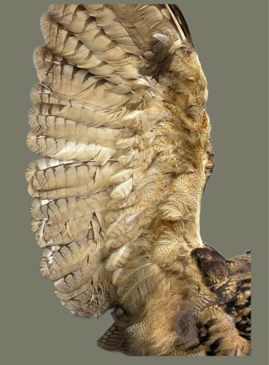 フクロウ剥製