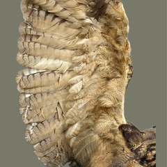 フクロウ剥製の画像