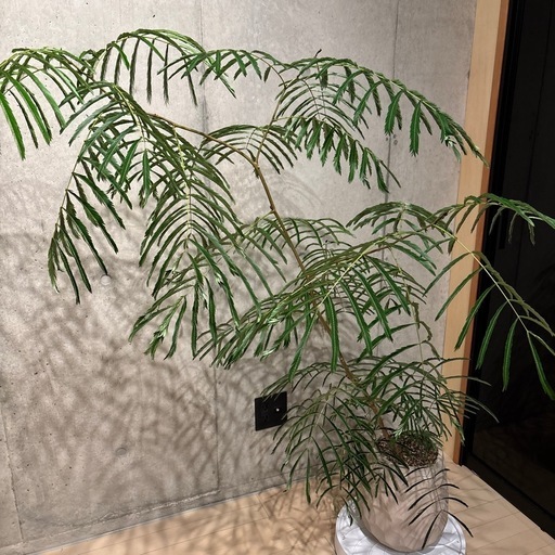 エバーフレッシュ　観葉植物