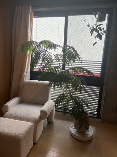 エバーフレッシュ　観葉植物