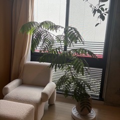 エバーフレッシュ　観葉植物の画像