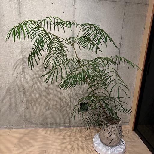 エバーフレッシュ　観葉植物