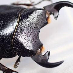 プンクティーペンニスネブトクワガタ1♂2♀の画像