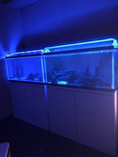 水槽　プレコ　熱帯魚　アクアリウム　大型魚　古代魚