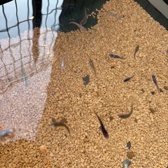 ミックスメダカの画像