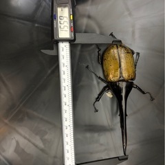 DH ヘラクレス　155mm の画像