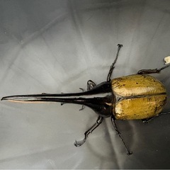 DH ヘラクレス　155mm の画像