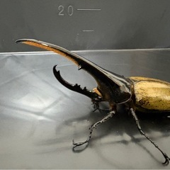 DH ヘラクレス　155mm の画像