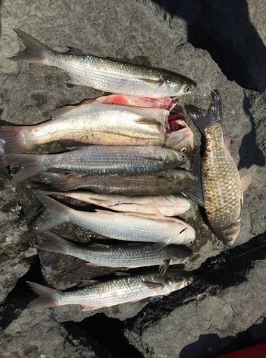 釣竿