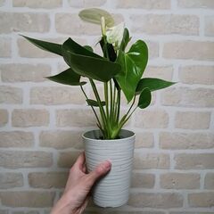 2500円　アンスリウム　ロイヤルピンクチャンピオン　3.5号　観葉植物の画像