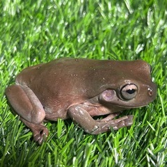 イエアメガエル　ワイルド　アダルトの画像