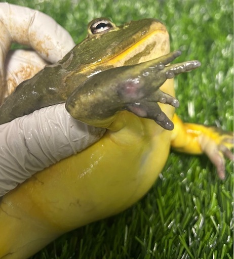 アフリカウシガエル　オス
