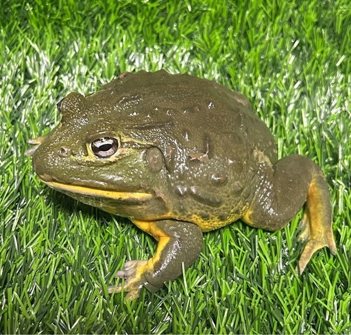 アフリカウシガエル　オス